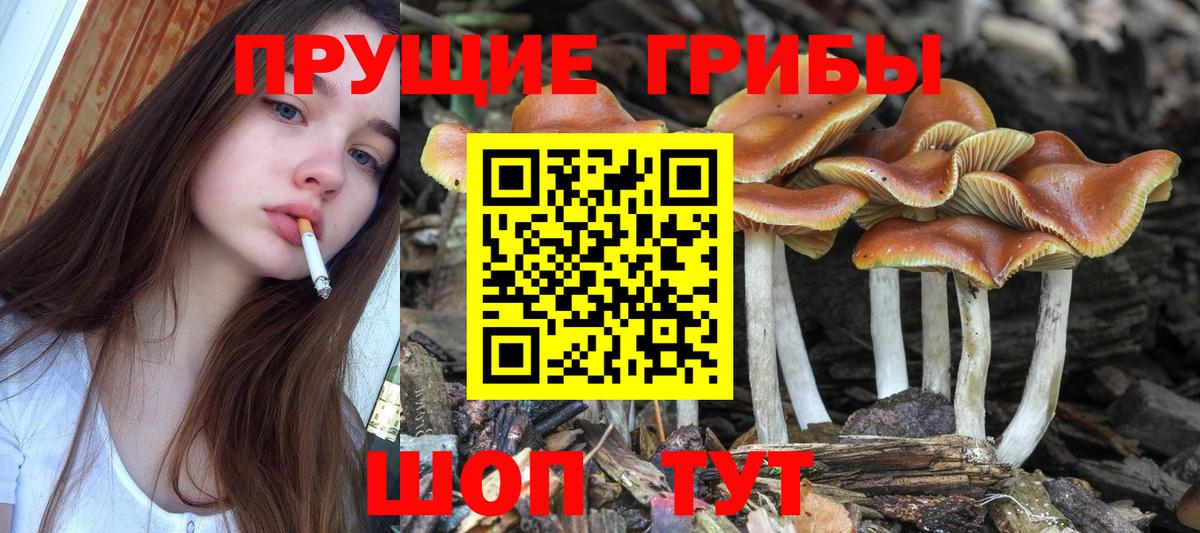 Псилоцибиновые грибы Psilocybe Калининград